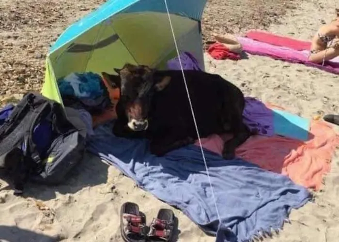 U Sognu - Homestay szállás Patrimonio